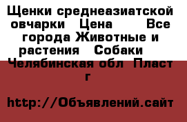 Щенки среднеазиатской овчарки › Цена ­ 1 - Все города Животные и растения » Собаки   . Челябинская обл.,Пласт г.